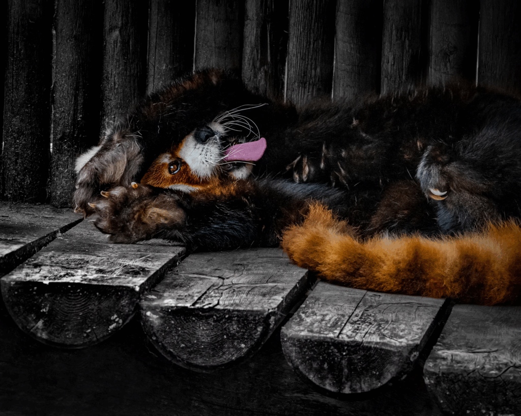 A red panda stretches and shows its teeth and belly.